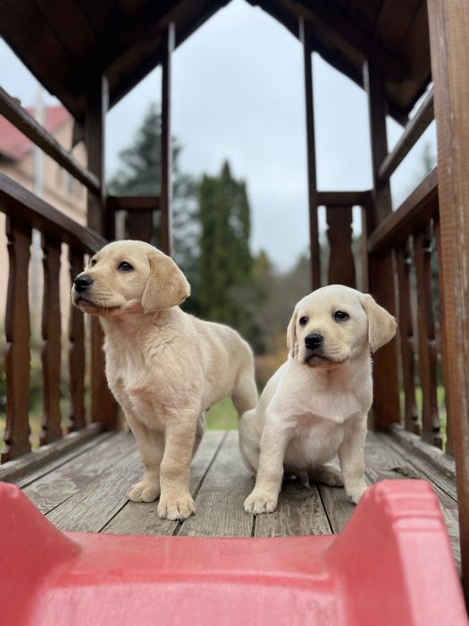 У нас найкращі Лабрадори