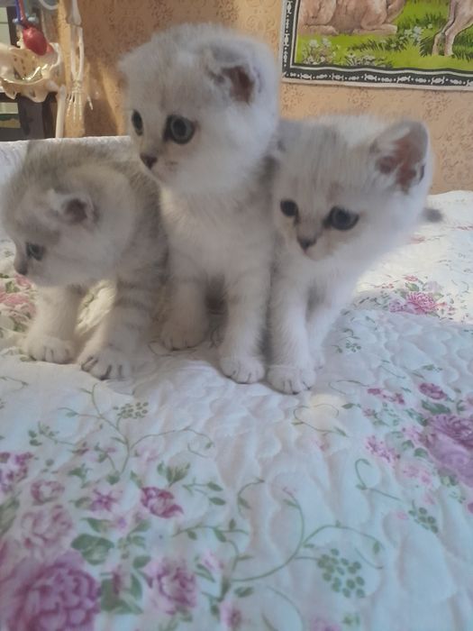 Котята породы серебристая шиншила