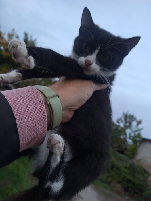 Котенок бесплатно. Кошечка. Котята. Кошка даром