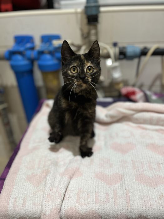 Котенок Моника 2 мес привита