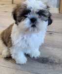Shih tzu piękny piesek