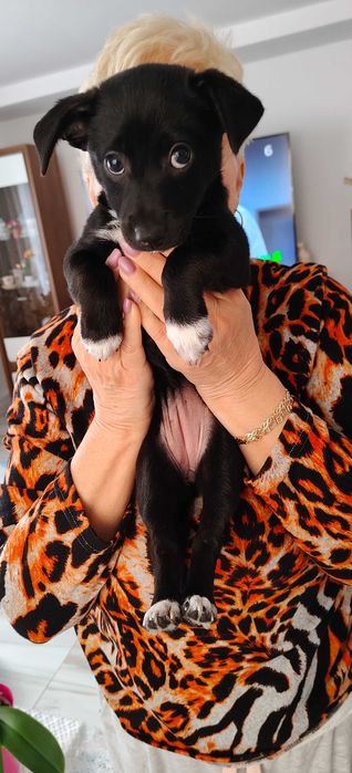 Czarna suczka szuka domu