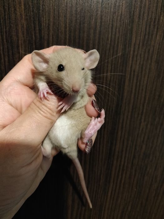 Крыски декоративные Дамбо и стандарт