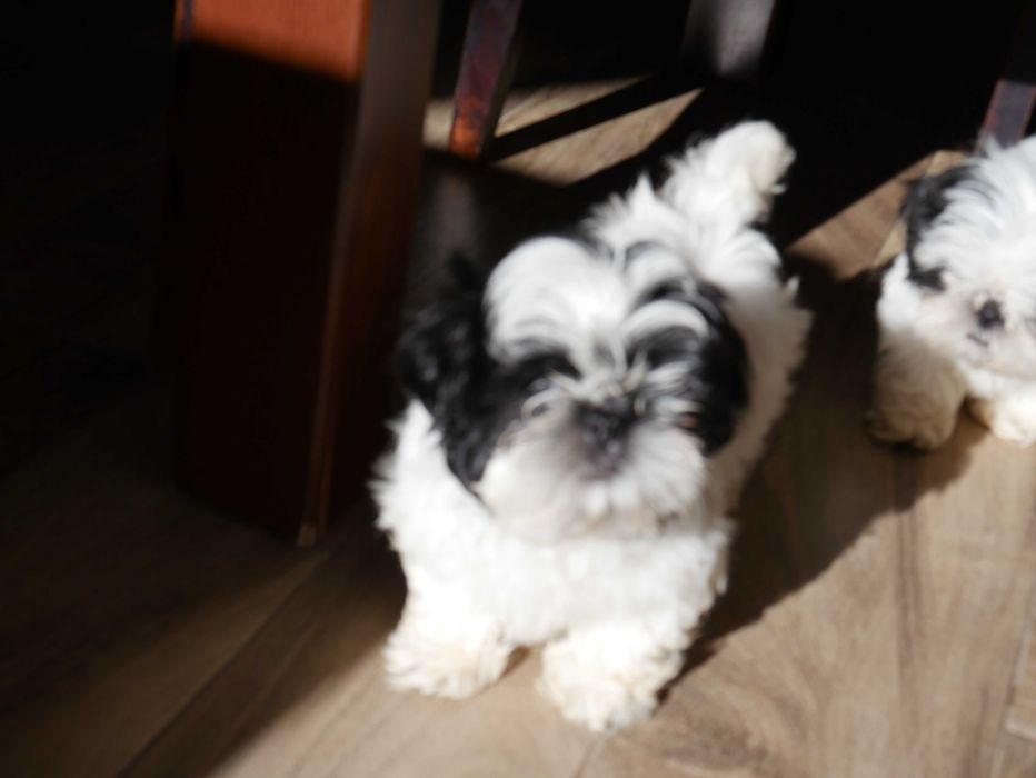 SHIH TZU - suczka