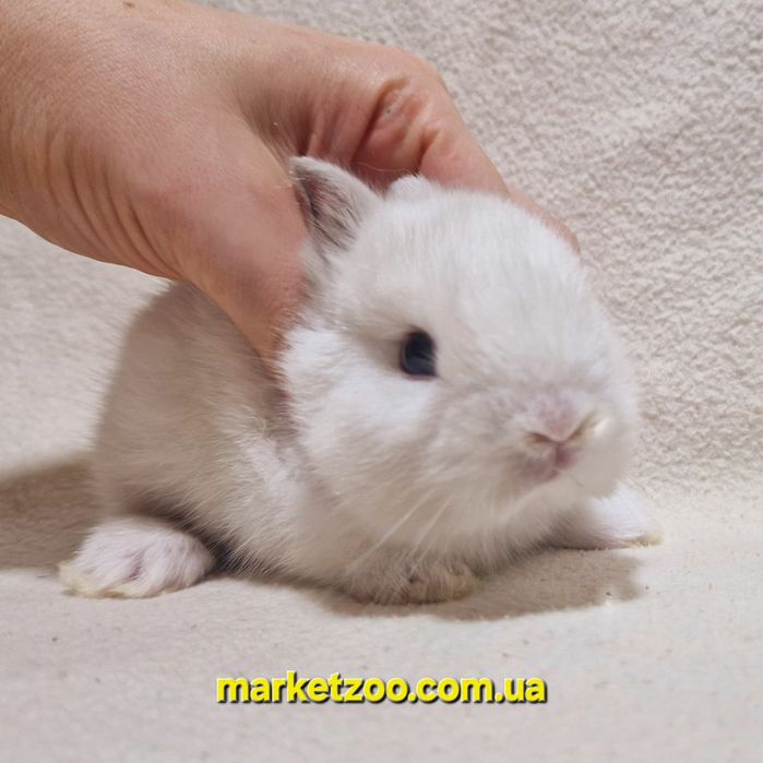 Продається миле торчевухе кроличеня дівчинка породи Нідерландський кар