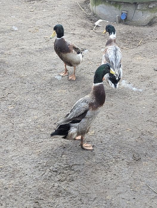 Продам качурів індійського бігунка, 6 місяців