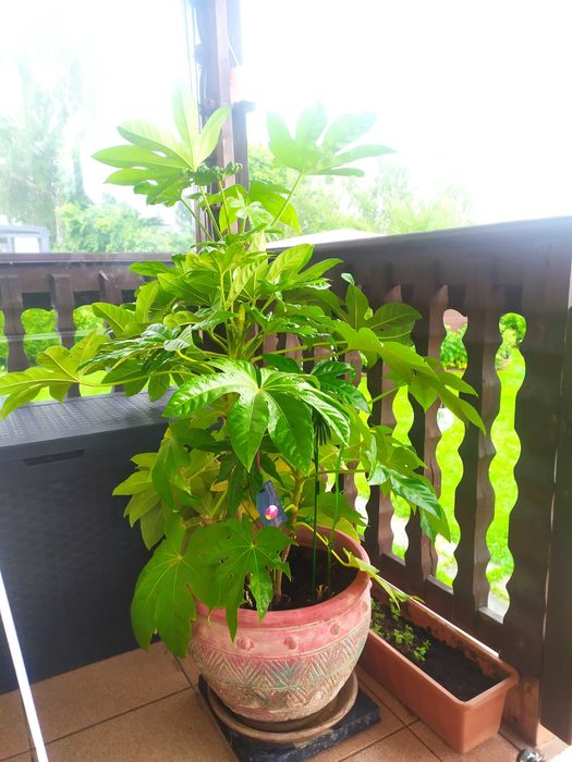 roślina Fatsia japońska