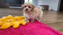Maltipoo maltipoo