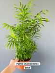 Palma Chamedora XL