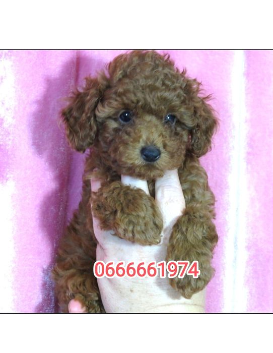 Той Пудель ред Браун з документами клубу ККУ