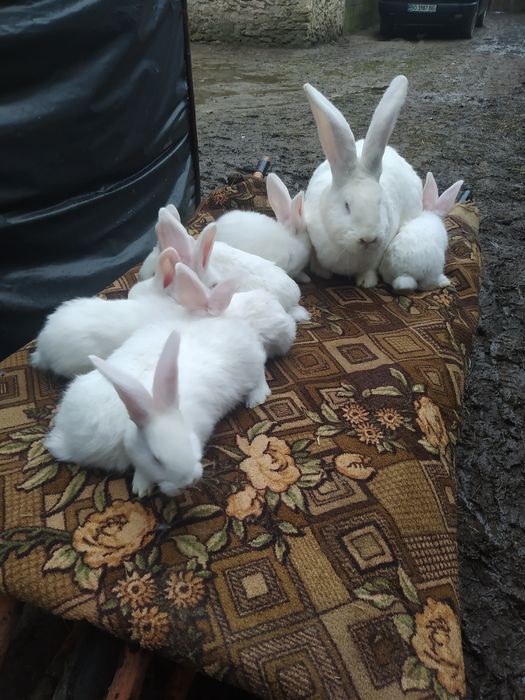 Крол.Бельгійський Велетень