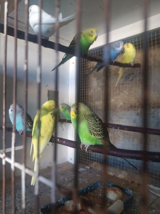 Periquitos australianos