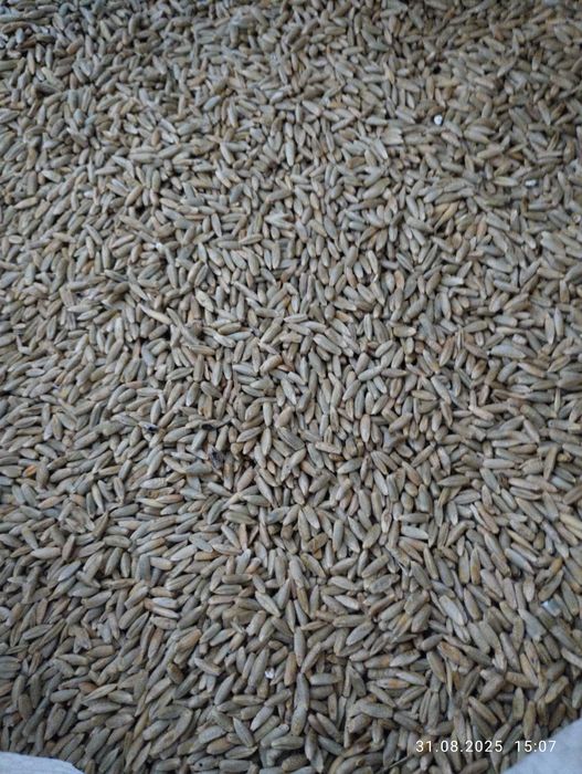 Продам насіннєви жито