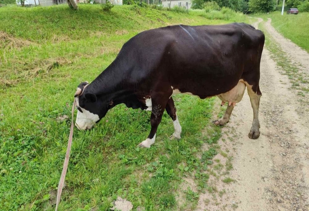 Продам корову молоду