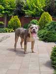 American bully 8 miesięcy blu tricolor merle