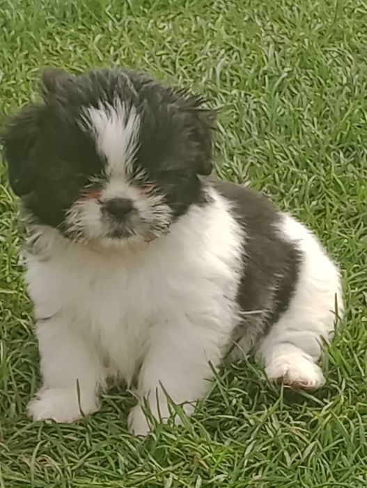 Suczka rasy Shih Tzu gotowa na zmianę domu