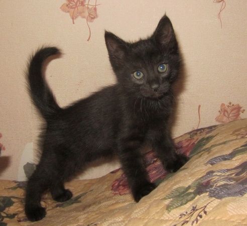 Маленькие чёрные котята ищут дом! Девочки! Отдам в хорошие р