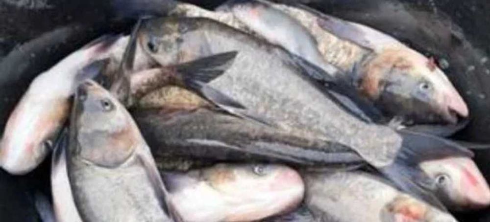 Продам живу рибу оптом мальок