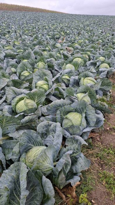 Kapusta do kiszenia STRUKTA