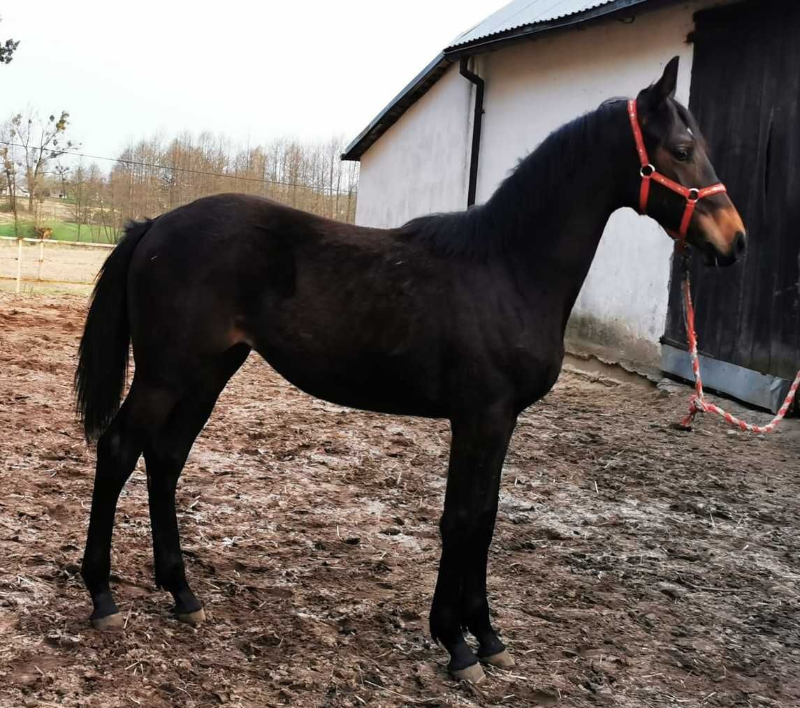 Sprzedam konie, źrebaki, klacz 3 letnią, klacz 13 letnia