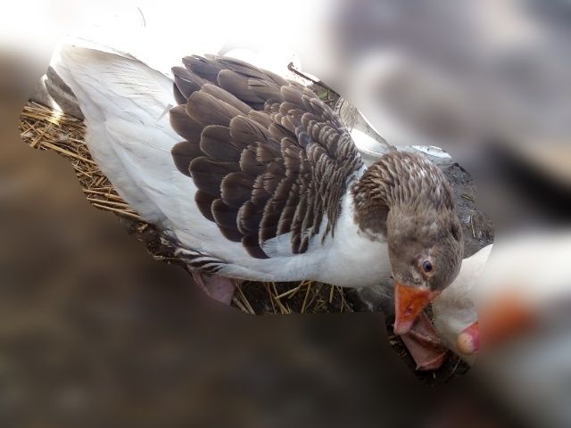 Gąska/gęś pomorska