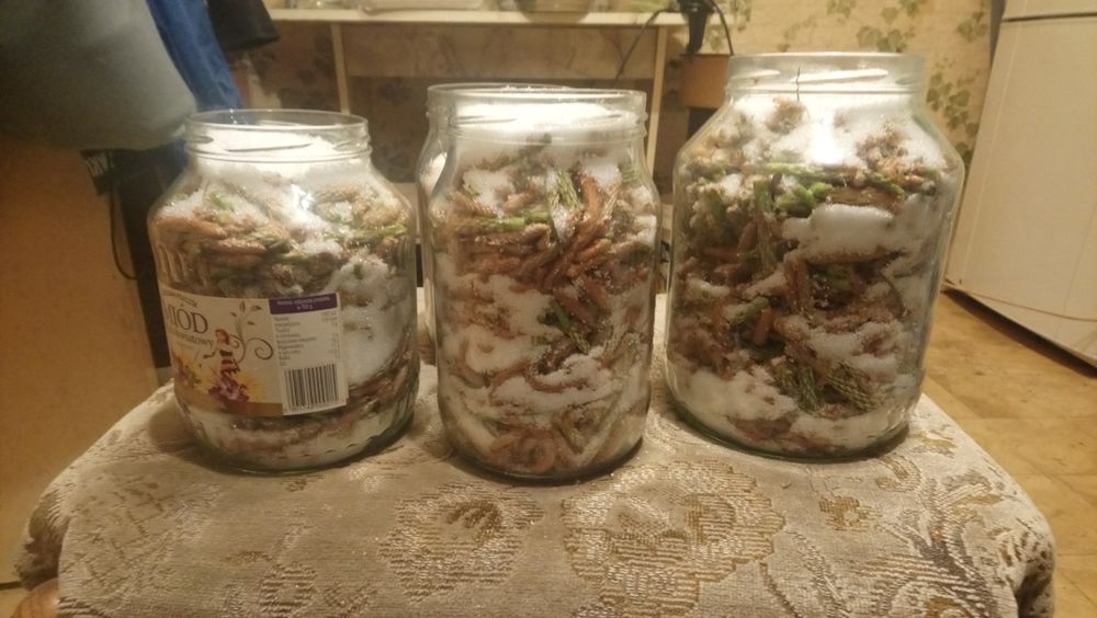 Wyciąg ekstrakt z pędów sosny