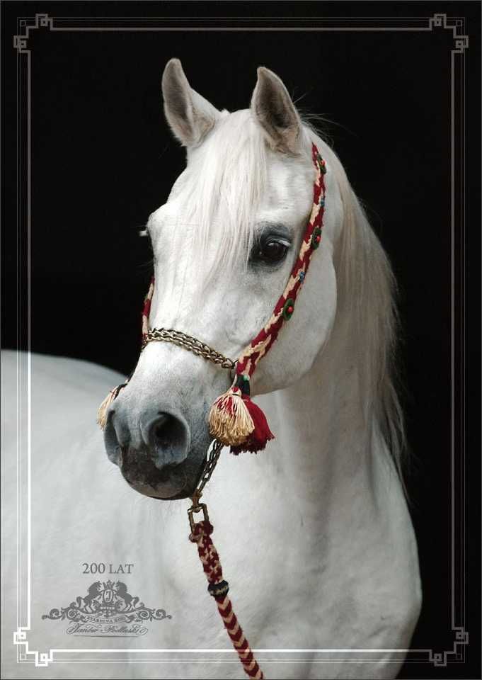 pocztówka koń konie arab ETRURIA Janów Podlaski