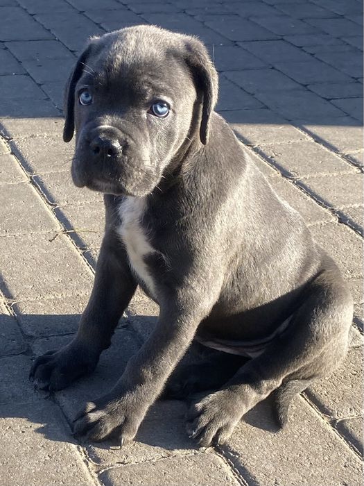 Кане Корсо щенки