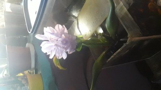 Водний гіацинт, тропічна рослина