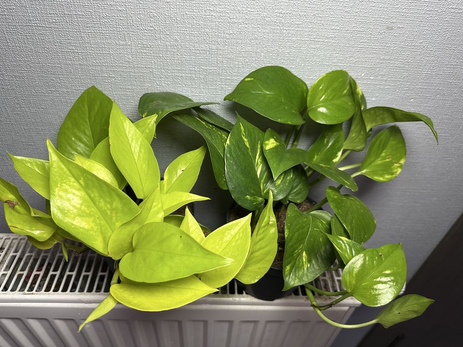 Стреліція Епіпремнум Маранта Плющ Спатифілум Даймонд Фікус Калатея