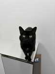Gato adulto para adoção responsável