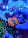 Rhodactis orange