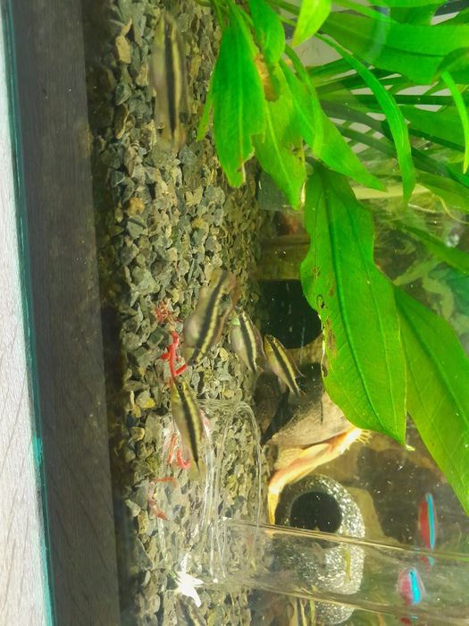 Barwniaki czerwono brzuche