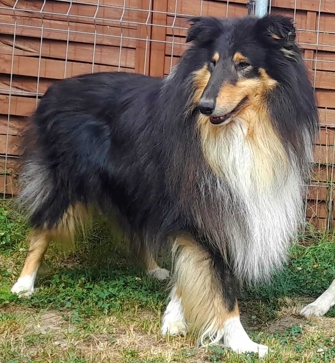 Owczarek szkocki Collie