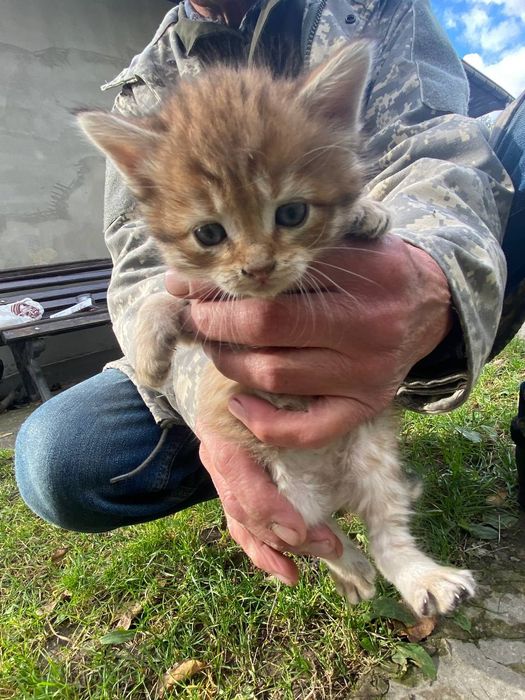 Кошенята! У добрі руки!