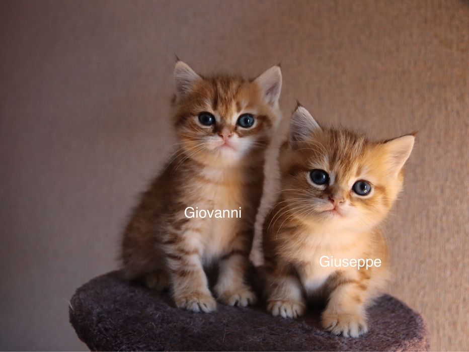 Британські золоті шиншили —  супер хлопчики!