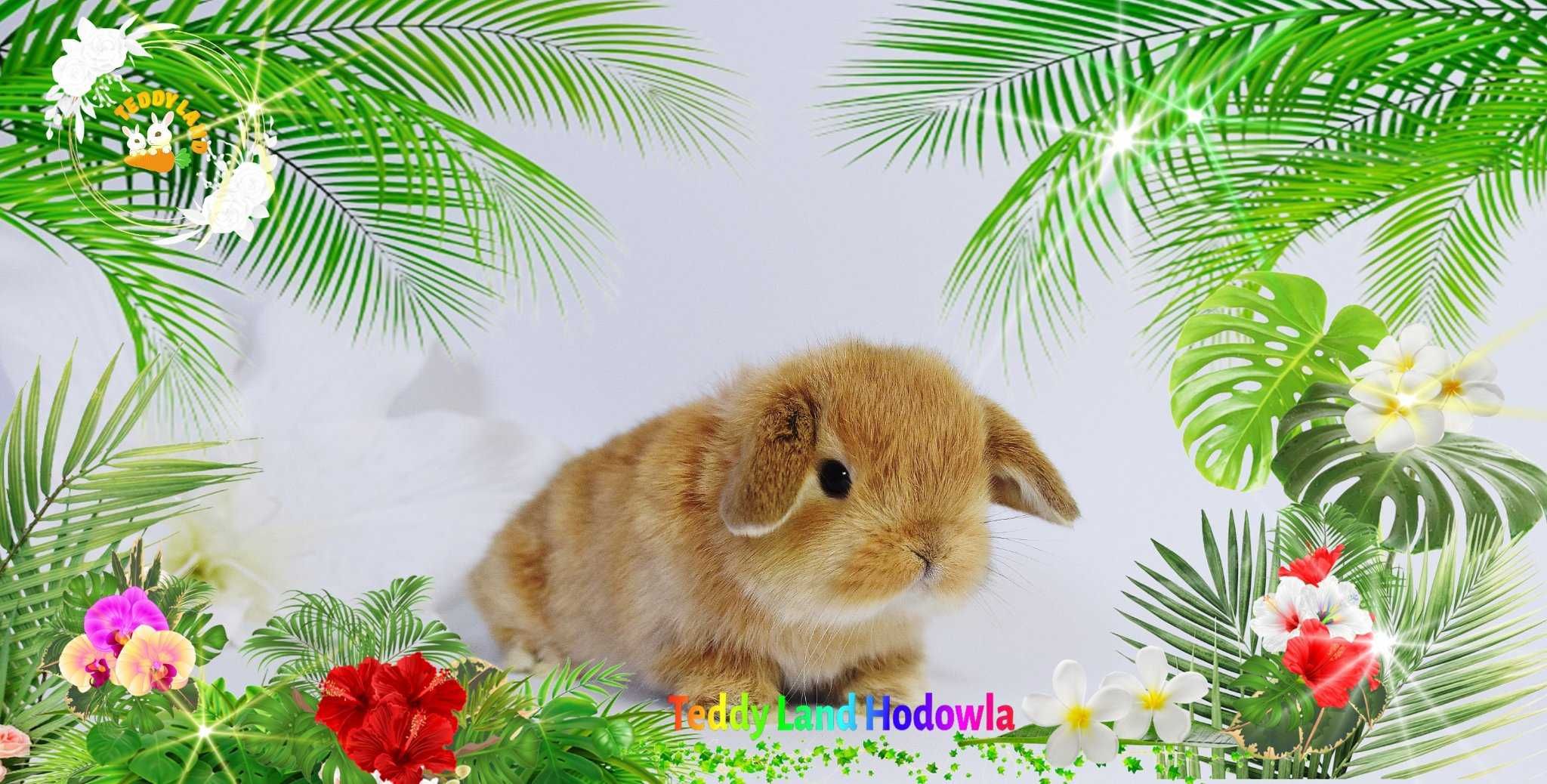Mini Lop Teddy Karzełek profesjonalna hodowla królików ozdobnych
