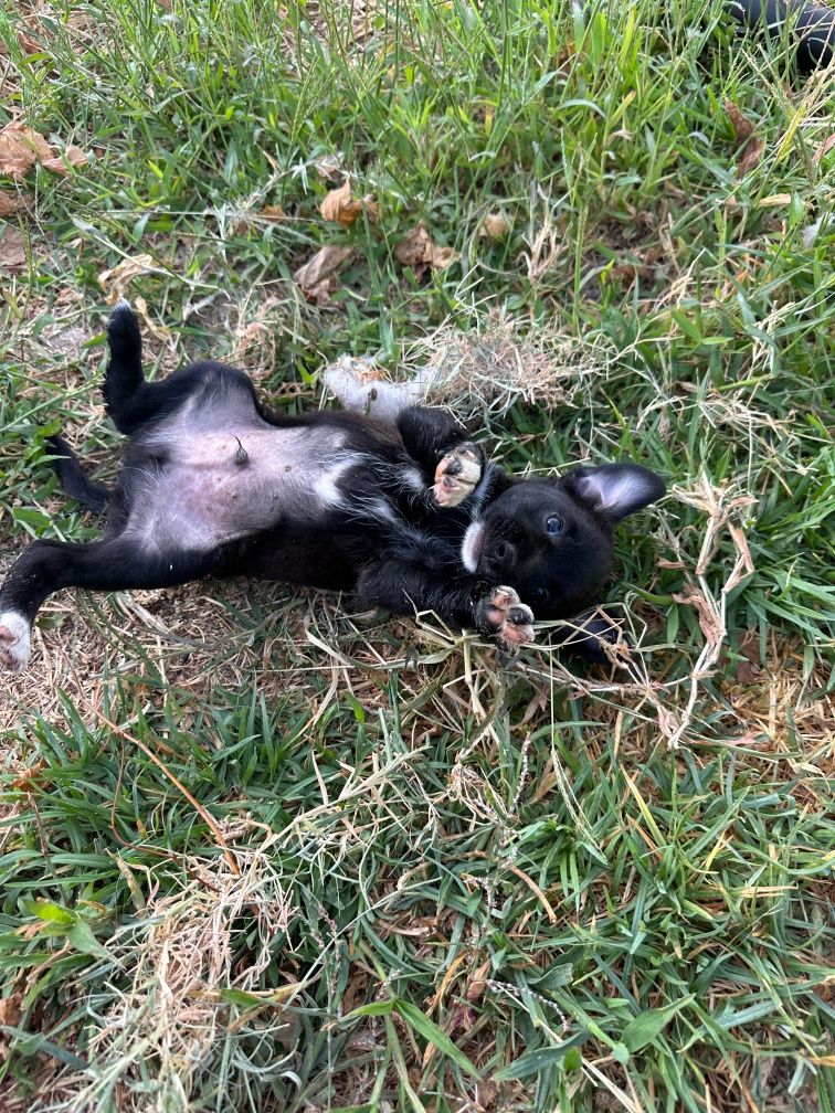 Cachorros com 2 meses