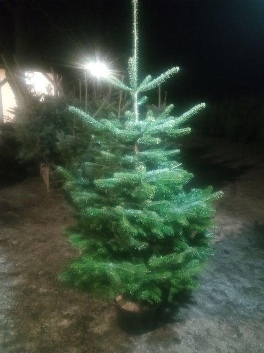 CHOINKI _Świerk srebrny_Jodla KAUKASKA w doniczkach oraz tuje SZMARAGD