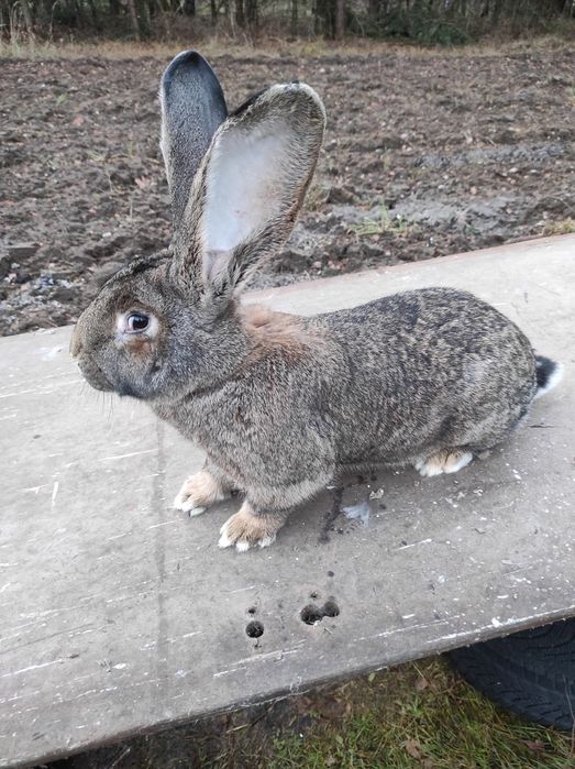 Sprzedam młode samiczki
