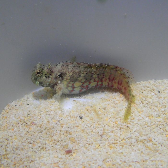 Salarias fasciatus - ryba - akwarium morskie