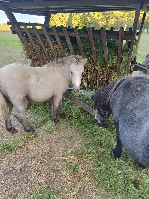 Sprzedam tegorocznego kucyka