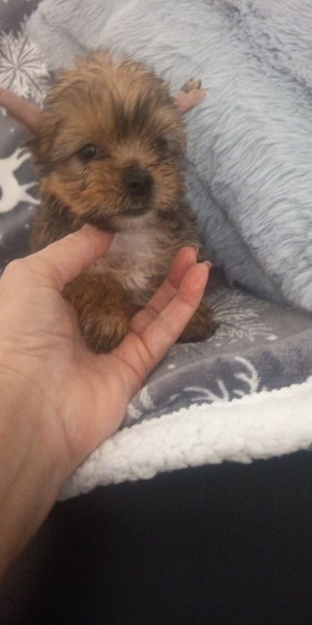 Yorkshire mini Gold mini