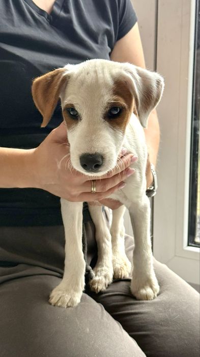 Parson Russell Terrier Rodzice FCI gotowy do odbioru