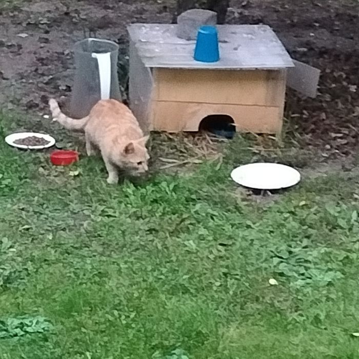 Kocurek do oddania w dobre ręce