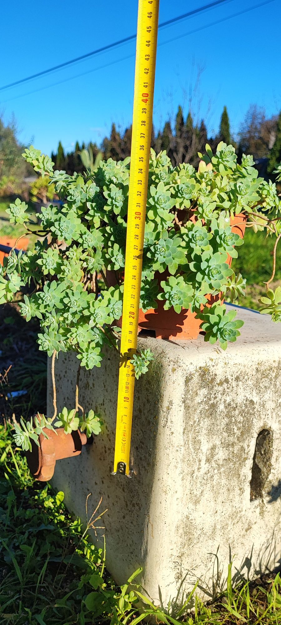 Planta suculenta