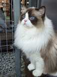 Piękny Ragdoll do adopcji/Kocurek
