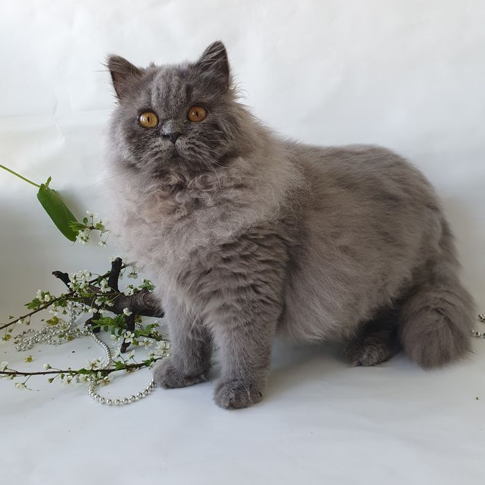 Британский породистый котик добрый друг в семью. Котята, котенок, Киев