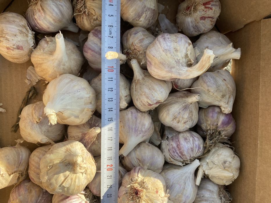 Marchew pietruszka czosnek buraki cukrowe owies