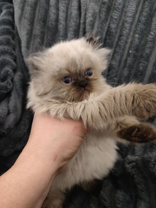 Персидській котик